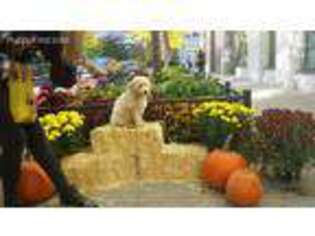 Goldendoodle Puppy for sale in Flanagan, IL, USA