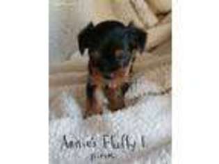 Yorkshire Terrier Puppy for sale in Farmville, VA, USA