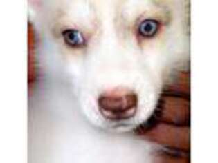 Siberian Husky Puppy for sale in Beverly, MA, USA