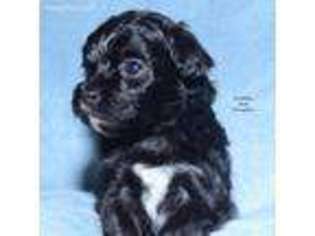 Russian Tsvetnaya Bolonka Puppy for sale in Keokuk, IA, USA
