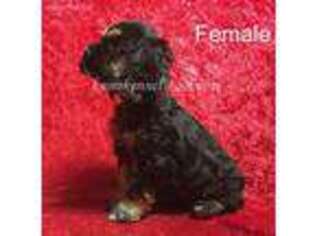 Cocker Spaniel Puppy for sale in Kendallville, IN, USA