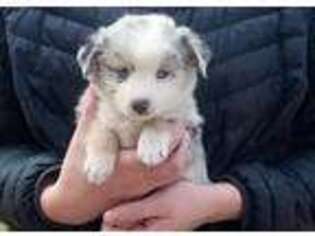 Miniature Australian Shepherd Puppy for sale in Highland, UT, USA