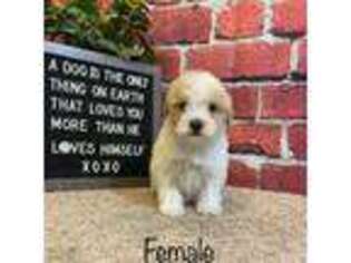 Goldendoodle Puppy for sale in Stoutland, MO, USA