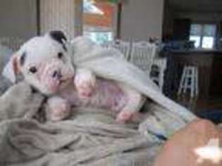 Olde English Bulldogge Puppy for sale in LIVONIA, NY, USA