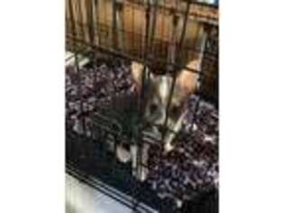 Pembroke Welsh Corgi Puppy for sale in Clover, SC, USA