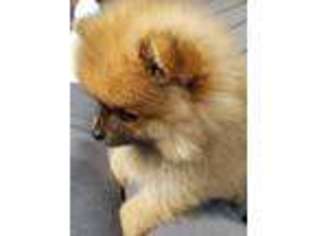 Pomeranian Puppy for sale in West Newton, PA, USA