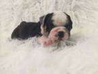 Bulldog Puppy for sale in Weston, FL, USA