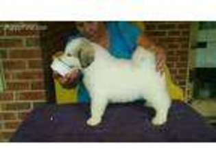 Great Pyrenees Puppy for sale in Bainbridge, GA, USA