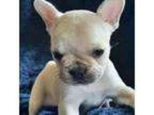 French Bulldog Puppy for sale in Great Falls, MT, USA