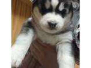 Siberian Husky Puppy for sale in West Hartford, CT, USA