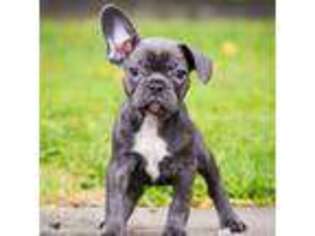 French Bulldog Puppy for sale in Youngstown, OH, USA