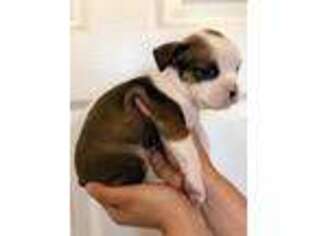Olde English Bulldogge Puppy for sale in Lindsay, CA, USA