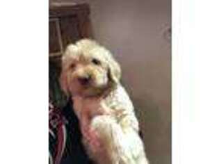 Goldendoodle Puppy for sale in Kent, IL, USA