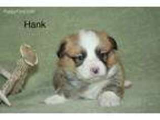 Pembroke Welsh Corgi Puppy for sale in Plummer, ID, USA
