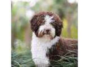 Spanish Water Dog Puppy for sale in Salemburg, NC, USA