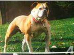 American Bulldog Puppy for sale in GREENSBURG, IN, USA