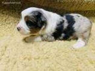 Miniature Australian Shepherd Puppy for sale in Carthage, TX, USA