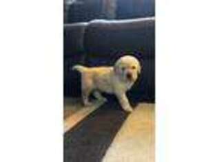 Golden Retriever Puppy for sale in Deer River, MN, USA