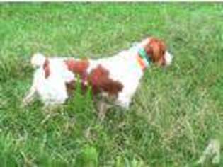 Brittany Puppy for sale in RICHLANDS, NC, USA