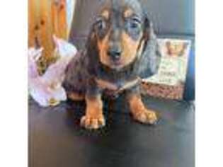 Dachshund Puppy for sale in Chula Vista, CA, USA