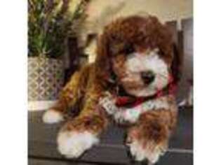 Mutt Puppy for sale in Fair Oaks, CA, USA