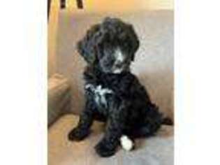 Mutt Puppy for sale in Star, ID, USA