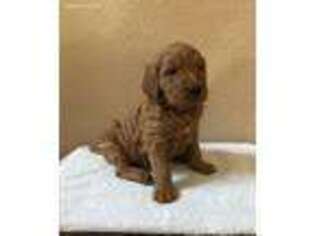 Goldendoodle Puppy for sale in Weatherford, TX, USA
