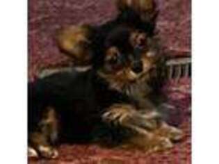 Chorkie Puppy for sale in Royston, GA, USA