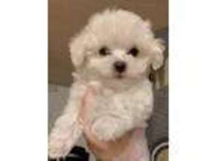 Maltese Puppy for sale in Granada Hills, CA, USA