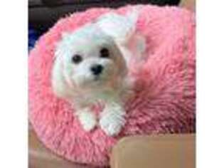 Maltese Puppy for sale in Spring Hill, FL, USA