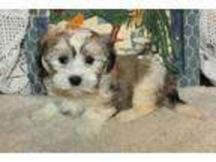 Havanese Puppy for sale in Greenville, MI, USA