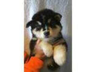 Alaskan Malamute Puppy for sale in Greencastle, IN, USA