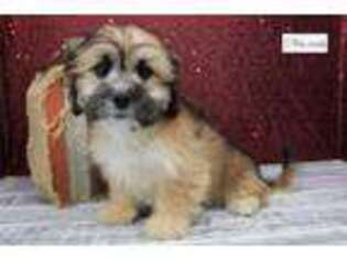 Shih-Poo Puppy for sale in Kirksville, MO, USA