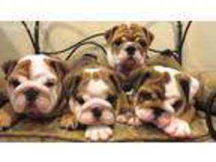 Bulldog Puppy for sale in Orlando, FL, USA