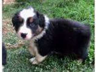 Australian Shepherd Puppy for sale in Harrisburg, NC, USA