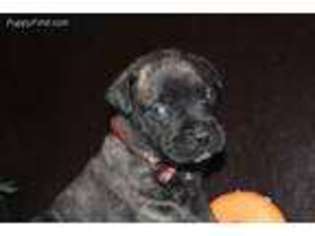 Bullmastiff Puppy for sale in Rockford, IL, USA