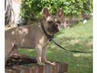 French Bulldog Puppy for sale in Helotes, TX, USA