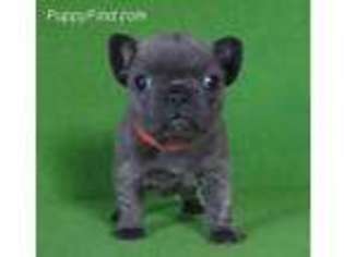 French Bulldog Puppy for sale in Laredo, TX, USA