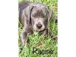 Great Dane Puppy for sale in Dunnellon, FL, USA