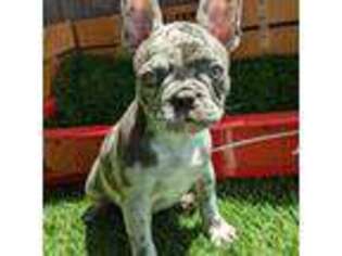 French Bulldog Puppy for sale in San Jose, CA, USA