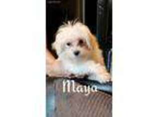 Maltese Puppy for sale in North Brunswick, NJ, USA