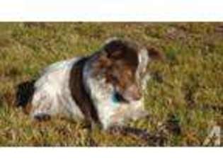 Border Collie Puppy for sale in GRANITE FALLS, WA, USA