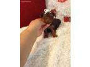 Yorkshire Terrier Puppy for sale in Winter Springs, FL, USA