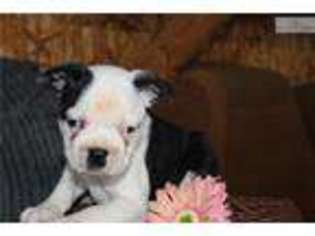 Boston Terrier Puppy for sale in York, PA, USA