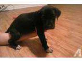 Great Dane Puppy for sale in FITZGERALD, GA, USA