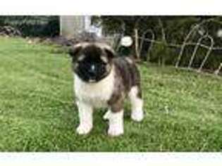 Akita Puppy for sale in Middlefield, CT, USA