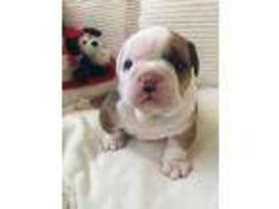Bulldog Puppy for sale in Marlow, OK, USA