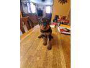 Airedale Terrier Puppy for sale in Fordyce, NE, USA