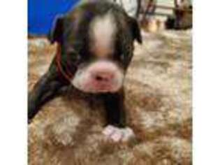 Boston Terrier Puppy for sale in New Fairfield, CT, USA