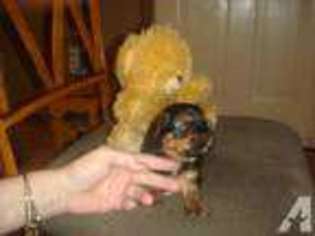 Yorkshire Terrier Puppy for sale in WORCESTER, MA, USA